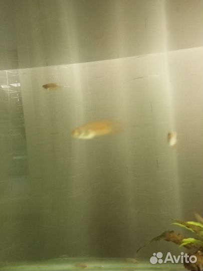 Аквариумные рыбки