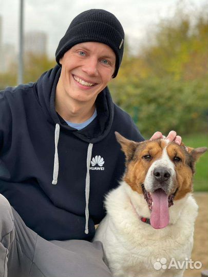 Красивая коровка пропадает в приюте