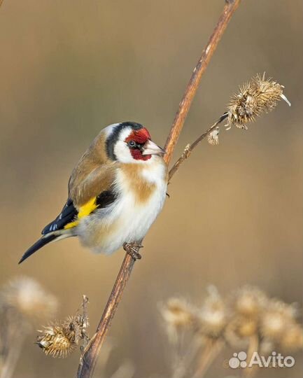 Певчие птицы