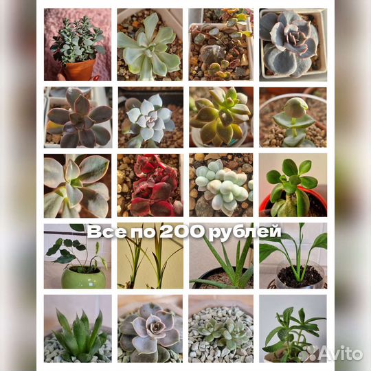 Комнатные цветы