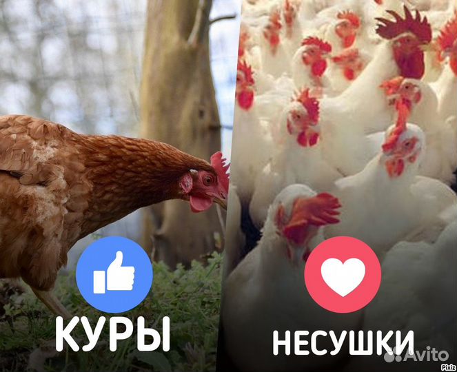 Куры несушки