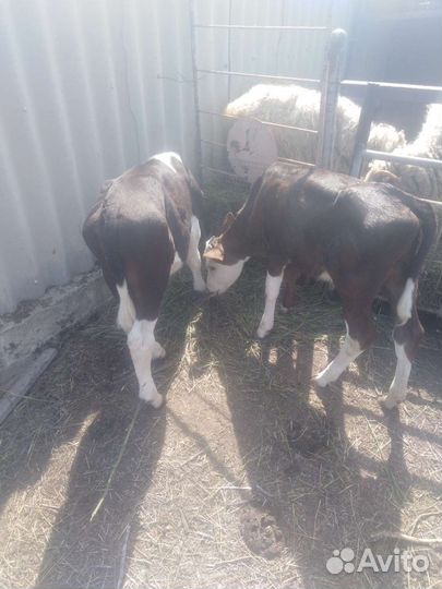 Продажа крс