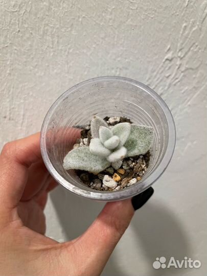 Суккулент Eriofil