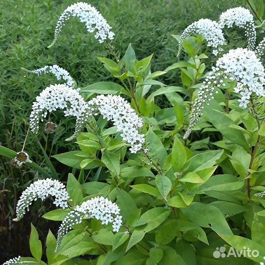 Многолетники садовые высокие