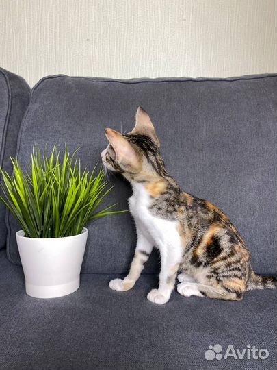 Котёнок ориентал