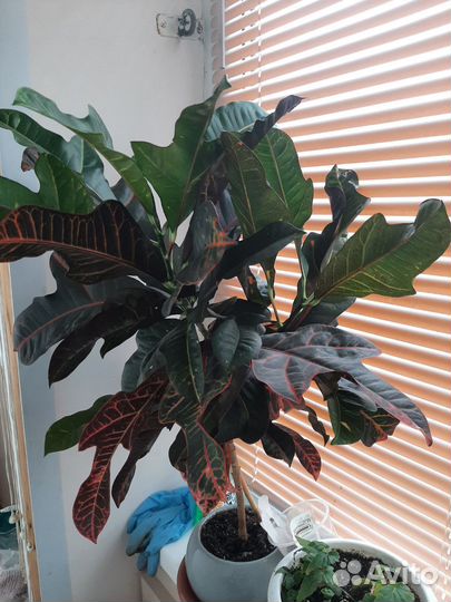 Кодиеум пёстрый (кротон)