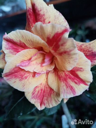 Прививка Персидский кот