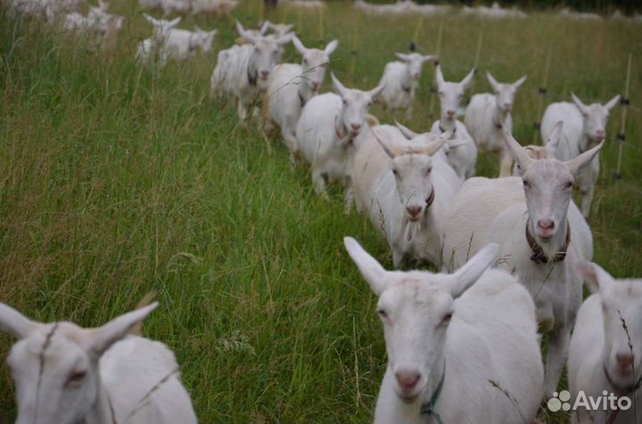 Козочки зааненской породы.Не Дойные