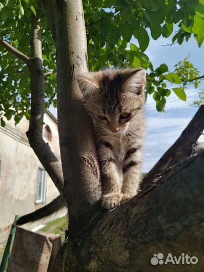 Дар, в добрые руки котенка