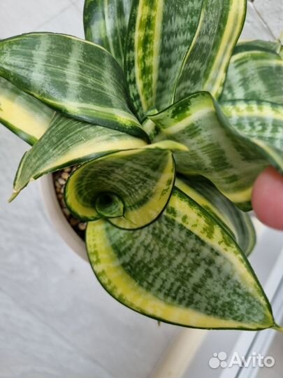 Сансевьерия сортовая