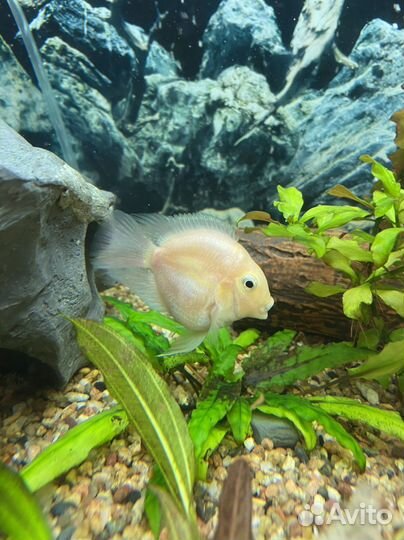 Аквариумные рыбки