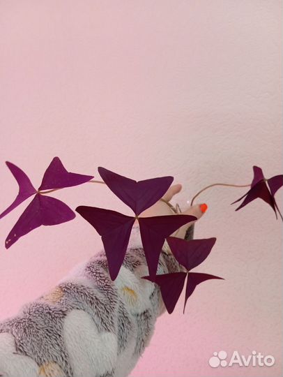 Кализия розовая пантера