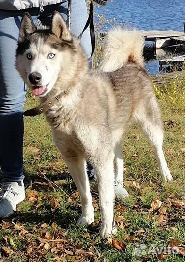 Сибирский хаски