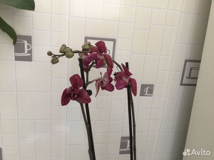 Орхидея бабочка 