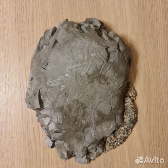 Аммонит в септарии