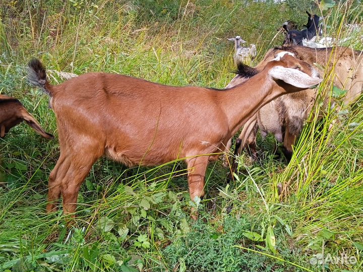 Козы нубийские котные, доиные, козочки