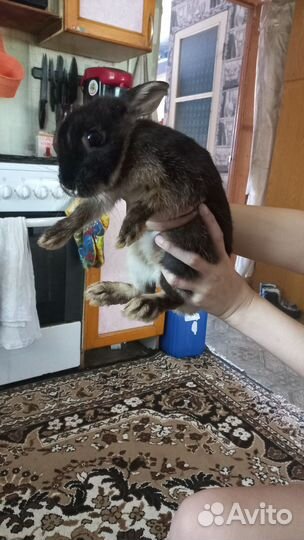 Декоративные кролики