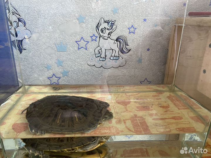 Черепахи с аквариумом