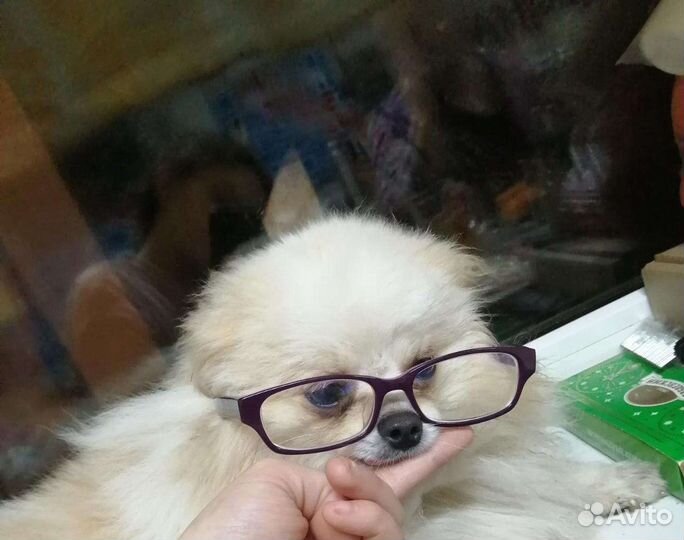 Случка шпиц Жених