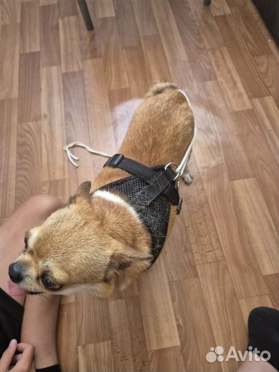 Отдаём в добрые руки