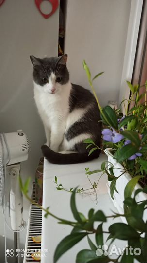 Кот в добрые руки