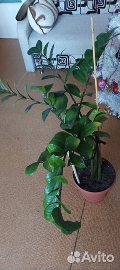 Комнатные цветы