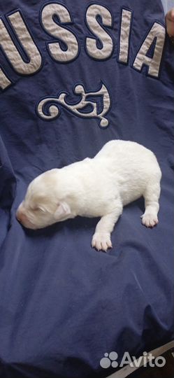 Щенки хороших кровей возможен обмен