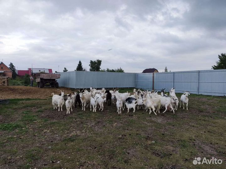 Зааненские козы дойные