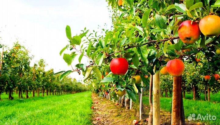 Сборщик яблок в саду