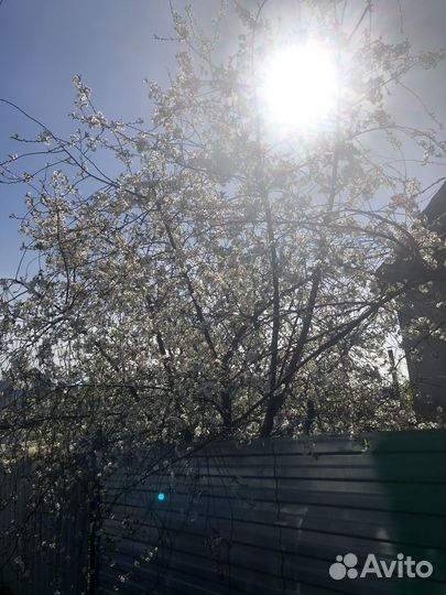 Саженцы вишни