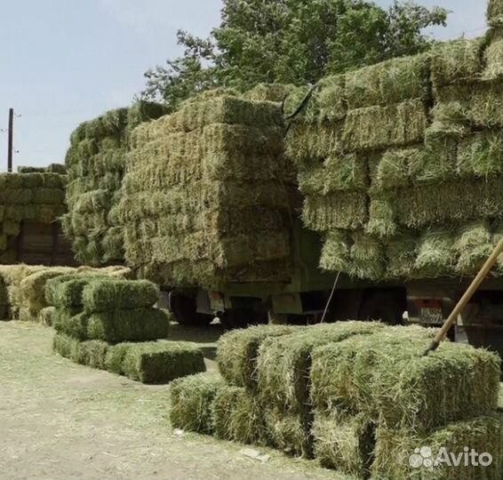 Сено люцерны в тюках