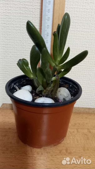 Крассула хоббит