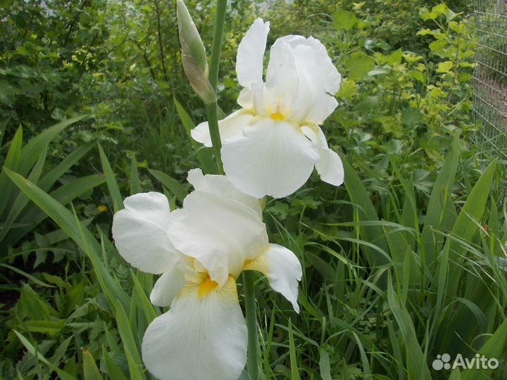 Бородатые ирисы