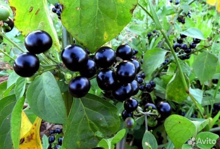 Санберри, Solanum retroflexumDunal