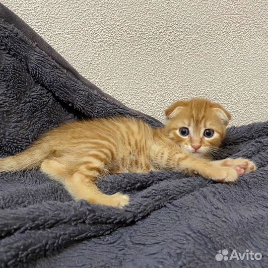 Котята в дар бесплатно