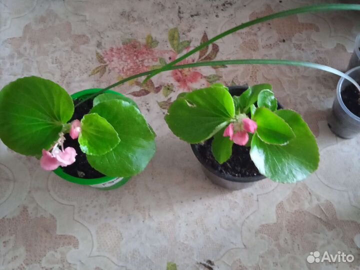Бегония вечноцветущая, розовая
