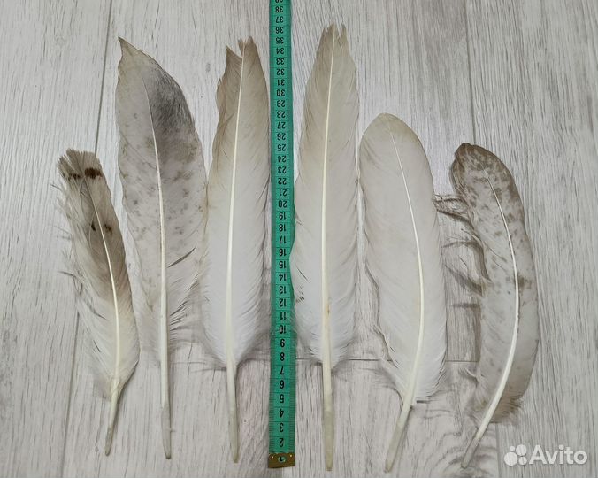 Натуральные перья хищных птиц 6 шт