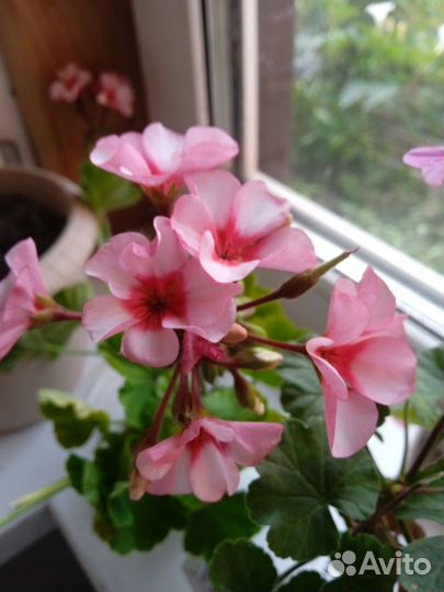 Герань пеларгония сортовая срезы