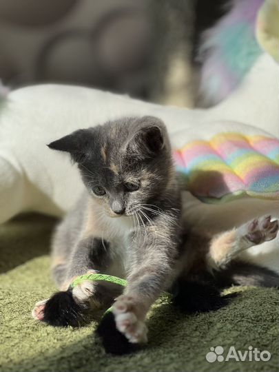 Трехцветный ласковый очаровательный котенок