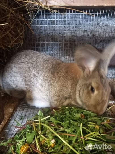 Животные кролики