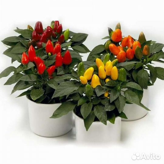 Семена перца острого