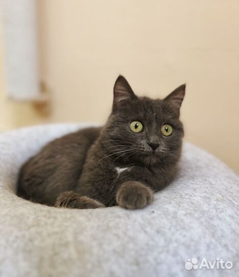 Шанни котенок девочка, в добрые руки