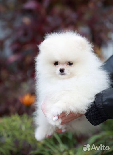 Щенок шпиц мини