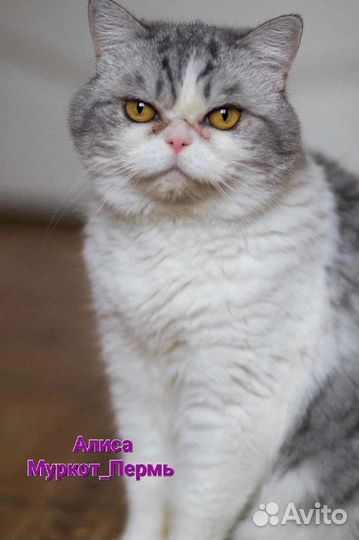 Британская кошка ищет дом