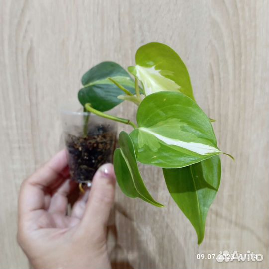 Цветы для уютного дома