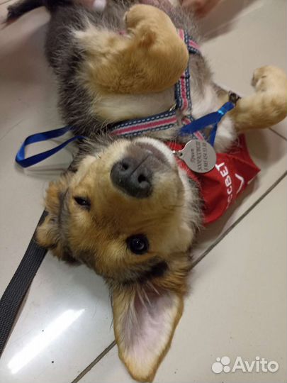 Щенок в добрые руки