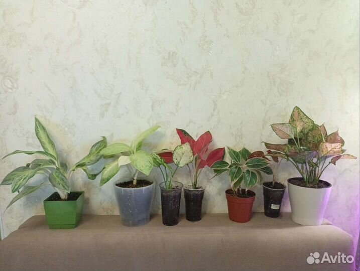 Аглаогемы разные