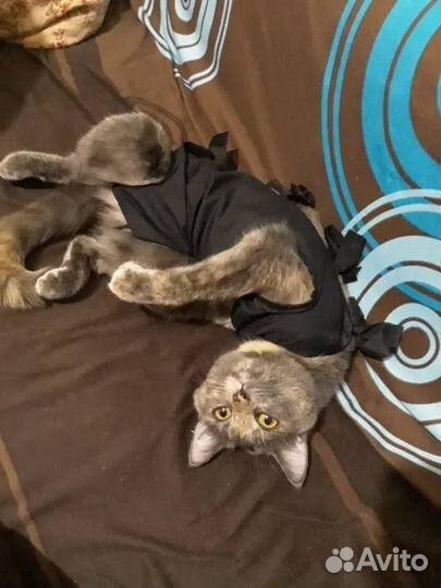 Ветеринарный врач на дом / Выезд / Кастрация