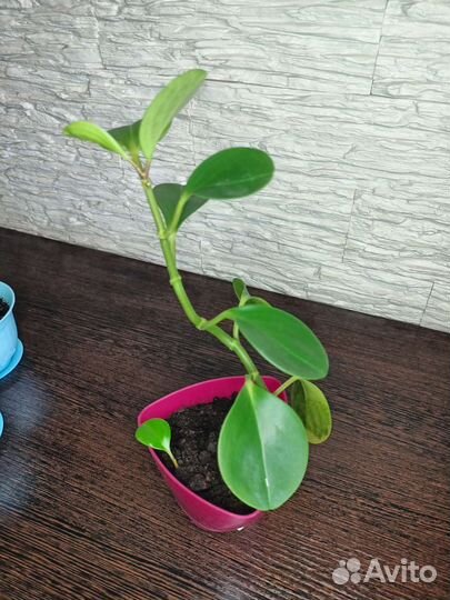 Пеперомия туполистная