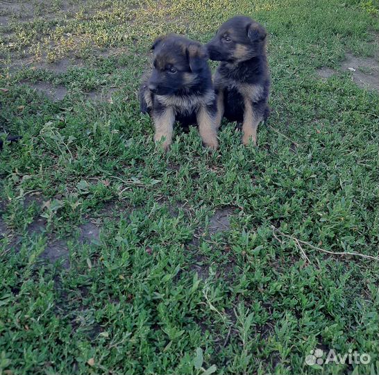 Щенки немецкой овчарки